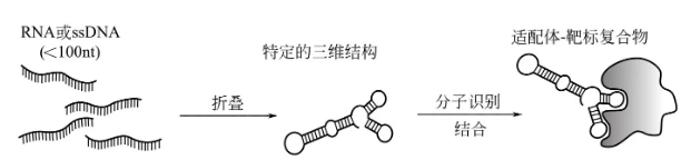 SELEX篩選-卡梅德生物.png