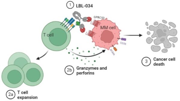 LBL-034主要作用機(jī)制 LBL-034主要作用機(jī)制