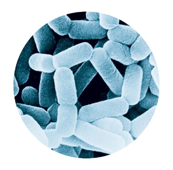 副干酪乳酪桿菌代田株(LcS ) 副干酪乳酪桿菌代田株(LcS )