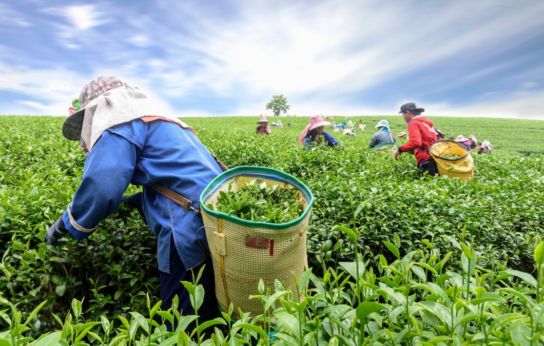 crowd-tea-picker-picking-tea-leaf-plantation-chiang-rai-thailand_73899-1040.jpg