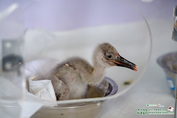 在黃河口管理站朱鹮繁育基地孵化的小朱鹮正茁壯成長(zhǎng)