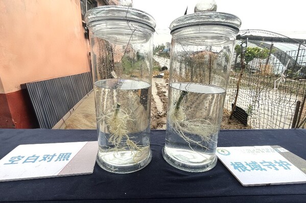 位于壽光市文家村的田間試驗(yàn)顯示，根域守護(hù)方案較空白對(duì)照組，作物的線蟲根結(jié)瘤問題得到顯著改善