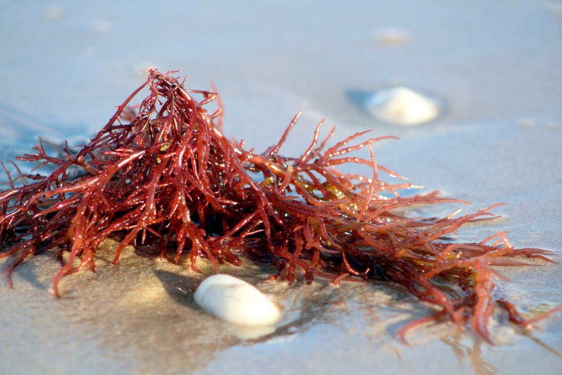 carrageenan-is-extracted-from-red-seaweed.jpg