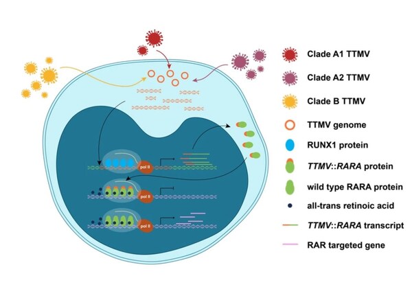(病毒流行病學(xué)特征及主要分子機(jī)制) (病毒流行病學(xué)特征及主要分子機(jī)制)