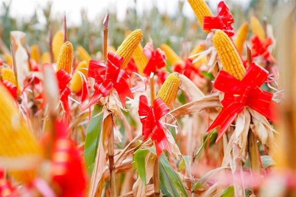 梨樹耘遠(yuǎn)農(nóng)場田間豐收景象