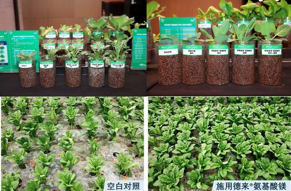 德來&reg;氨基酸鎂在番茄、上海青、萵筍等作物上的對照試驗(yàn)，結(jié)果顯示，使用了德來&reg;氨基酸鎂的葉片長勢更好、色澤更濃綠、更有韌性