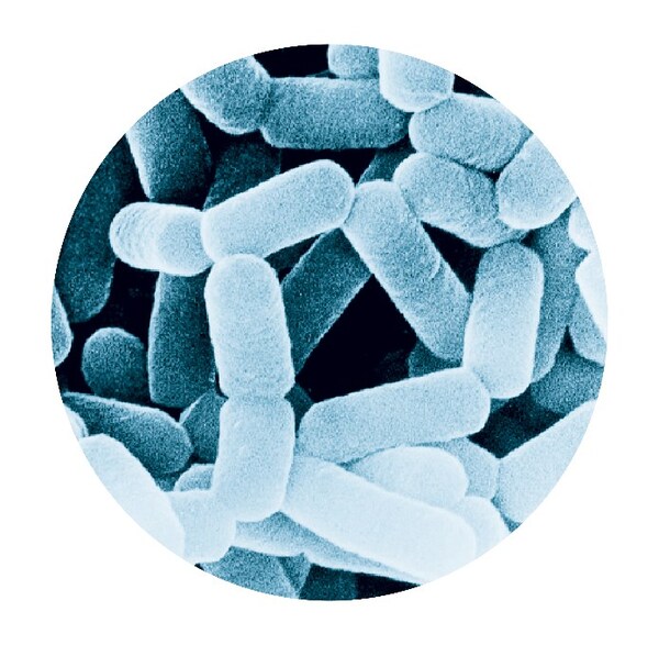 副干酪乳酪桿菌代田株（LcS）